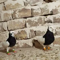 سلام خدمت گل باز ها