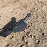 کبوتر موشی طوق سفید ماده سرور ماده|پرنده|لار, |دیوار