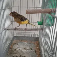 قناری نر و سهره قناری دهن دار|پرنده|تهران, مجیدآباد|دیوار