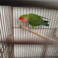 معاوضه پرنده با برنج (مجسمه)|پرنده|الیگودرز, |دیوار