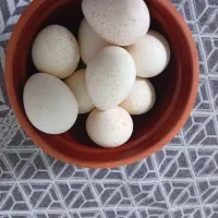تخمه بوقلمون نطفه دار