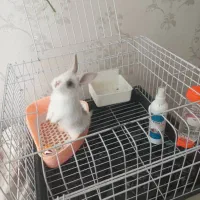 خرگوش با قفس و وسایل