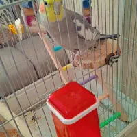 عروس هلندی نر سخن گو|پرنده|مرودشت, مسکن مهرگان|دیوار