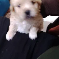 توله ملتیبو یک ترلیت شدن