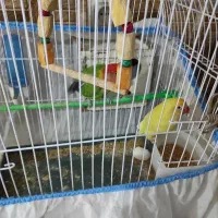 کوتوله برزیلی