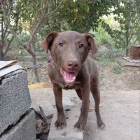 سگ پیتبول|سگ|رباط‌کریم, شهرک صنعتی زواره‌ای|دیوار