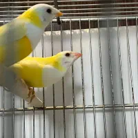 فنچ گلدین ستاره ای طوطی وار الماسی و ...
