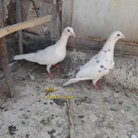 کبوتر پلاکی سرور سار و کبوتر پرشی جوجه مغلوف|پرنده|قم, ولیعصر|دیوار