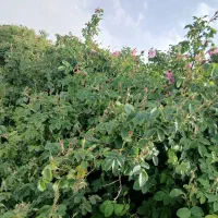 غنچه محمدی|خدمات باغبانی و درختکاری|کوهدشت, |دیوار