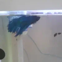 ماده فایتر  50تومن به شرط خرید نر500