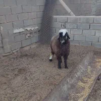 فروش یک عدد بره چاق خونگی