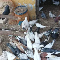 کبوترپرشی تهران وکاشان|پرنده|پرهسر, |دیوار