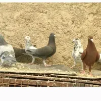 دسته گلی بزک|پرنده|شیراز, کوشک بیدک|دیوار