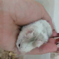 همستر دستی ورام|موش و خرگوش|تهران, سجاد|دیوار