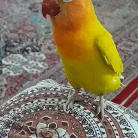 طوطی برزیلی نر فیشر