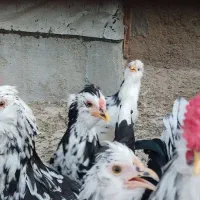 مرغ و خروس گلین