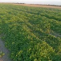 سبزی شوید و گشنیز|خوردنی و آشامیدنی|سیمین شهر, |دیوار