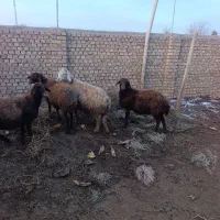 میش وبره|حیوانات مزرعه|طاغنکوه, |دیوار