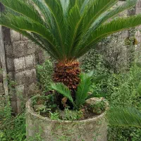 فروش گل سیکاس در رشت بزرگ و کوچک|گل و گیاه طبیعی|رشت, احمد گوراب|دیوار