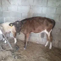 گوساله. ماده
