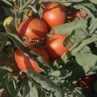 گوجه فرنگی درج یک ارگانیک چشمه گیلاس|خوردنی و آشامیدنی|مشهد, شیرحصار|دیوار