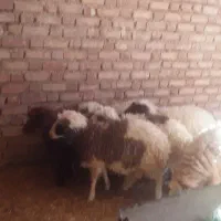 بره درجه یک باب پروار|حیوانات مزرعه|ایوان, |دیوار