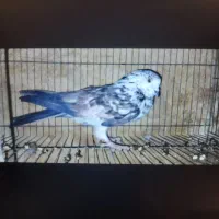 کفتر پرشی حسابی همگی بپر و سرحال|پرنده|قم, شاه سید علی|دیوار