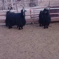 بزغاله دوبر جلو رو