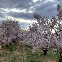 فروش باغ|فروش خانه و ویلا|چادگان, |دیوار