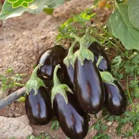 ساخت ونصب گلخانه|خدمات باغبانی و درختکاری|پیشوا, |دیوار