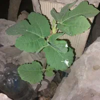 پرنده