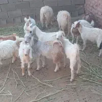 کهره فروشی