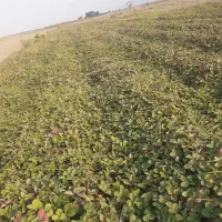 نهال توت فرنگی سابرینا