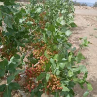 آب و زمین پسته (بافق)