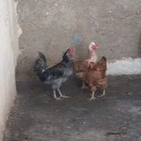 دو مرغ و یک خروس همگی جوان|حیوانات مزرعه|نجفآباد, یزدانشهر|دیوار