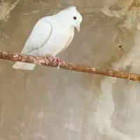 کفتر تهرانی وگرده ای|پرنده|بروجرد, |دیوار