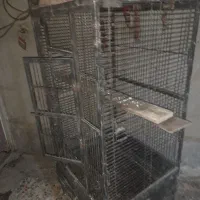 گربه ودیگری|گربه|اهواز, ۳۰ متری|دیوار