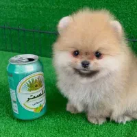 توله پامر خرسی وعروسکی تیکاپ