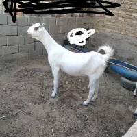 بز شیری آبستن