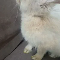 خرگوش جرسی ۳ ماهه ماده|موش و خرگوش|نیشابور, شهید جعفری|دیوار