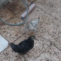 جوجه جهادی