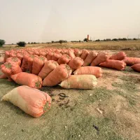 یونجه سبز و خشک سرکره