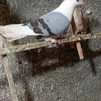 کبوتر کفتر رنگه