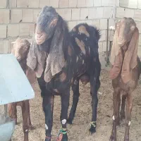 بزمری|حیوانات مزرعه|زاهدان, |دیوار