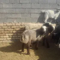 فروش ۱۰ راس چاق نر