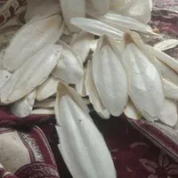 کف دریا سالم دورشت|آرایشی، بهداشتی، درمانی|بندرلنگه, |دیوار