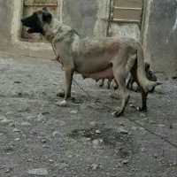 واگذاری نیازمند