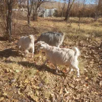 دوبزغاله. بایک بزآبستن