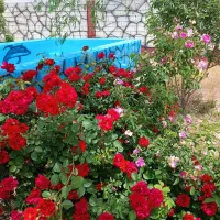 باغ-850-متری-روستای-لک-لک
