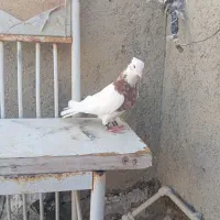 طوقی